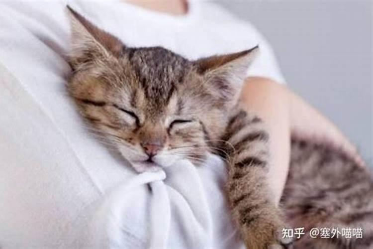 猫对主人运势有利吗为什么