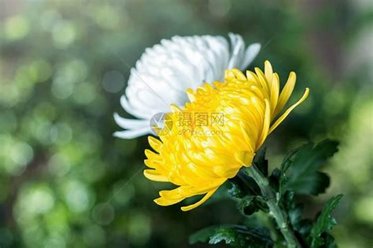 清明节祭祀鲜花有什么讲究