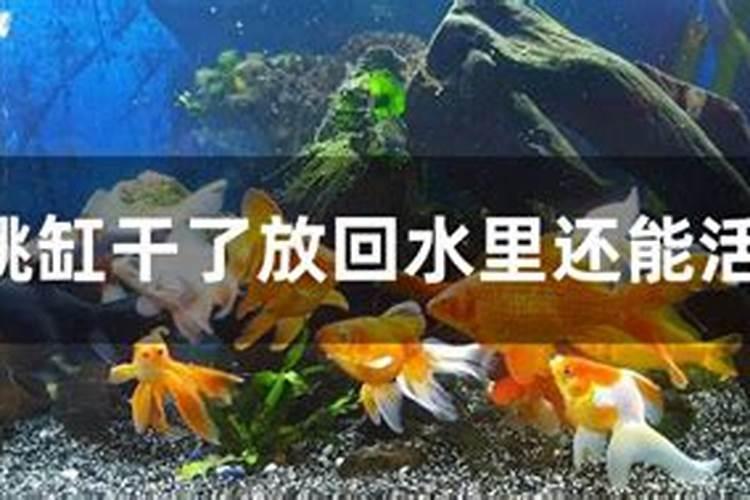 梦到放鱼回水里