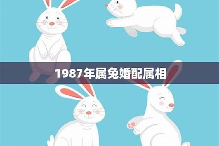 1987年属兔婚配表