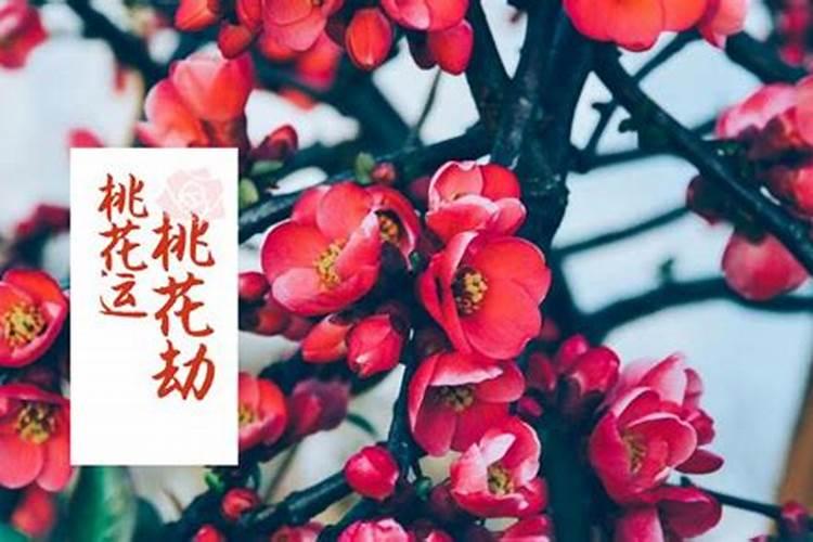 如何防止桃花运