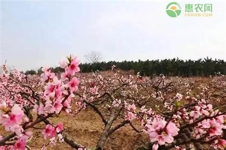 适合财神节供奉的水果树