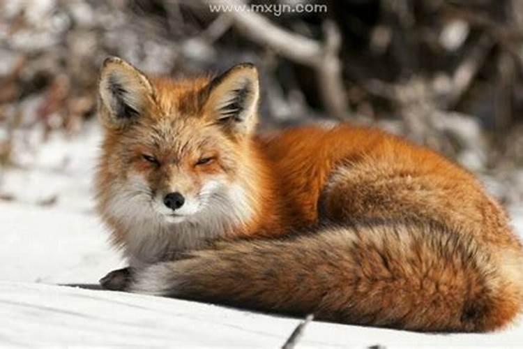 梦见狐狸代表什么