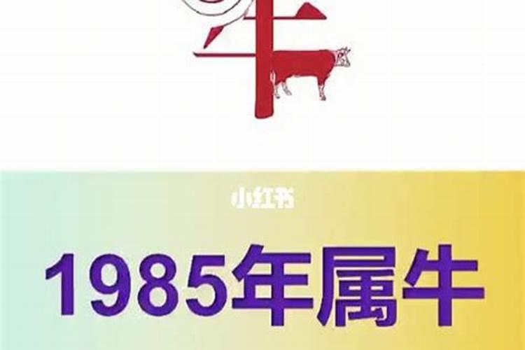 1985属牛金命适合做什么生意