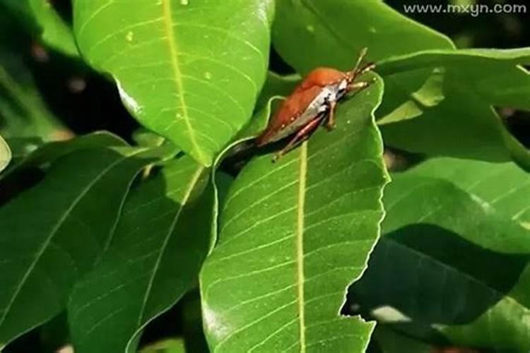 梦到绿油油的菜地好多虫子