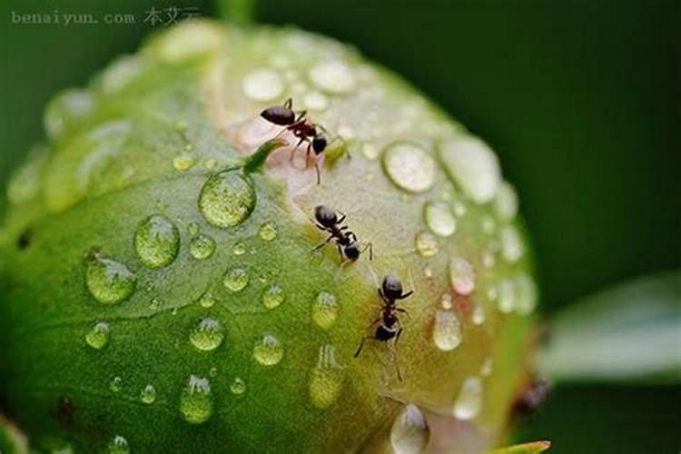 梦到绿油油的菜地好多虫子