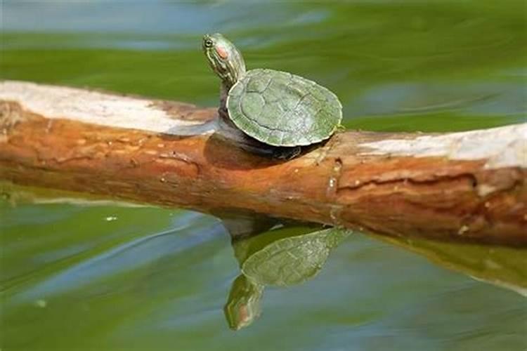 梦到乌龟在水里游走了又回来了