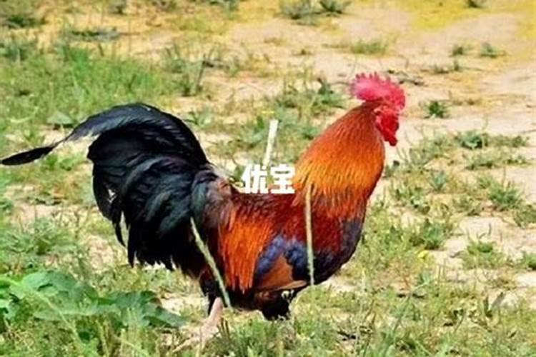 春节上供祭祀什么好