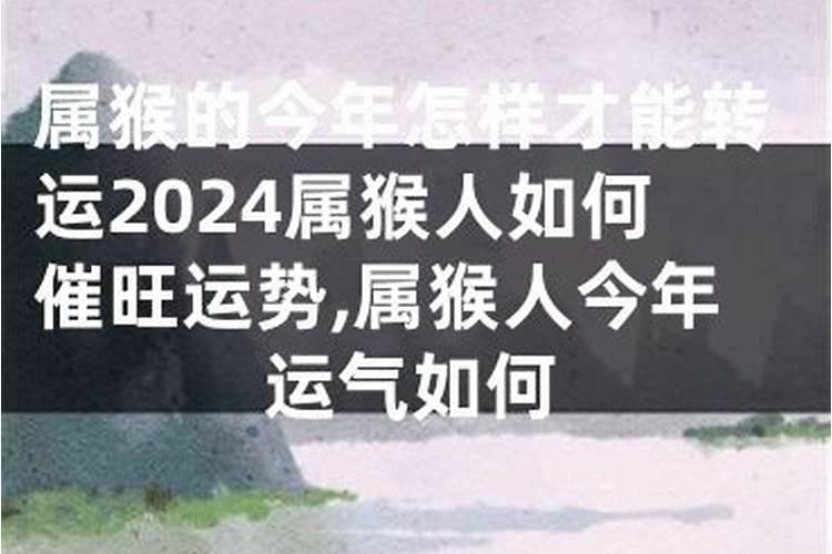 属猴今年运势2024五月份