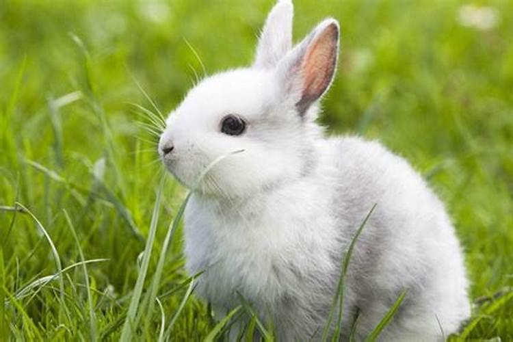 属兔人最惹人嫌的缺点是什么
