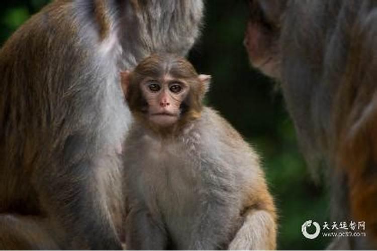 甲戌年生人五行属什么命