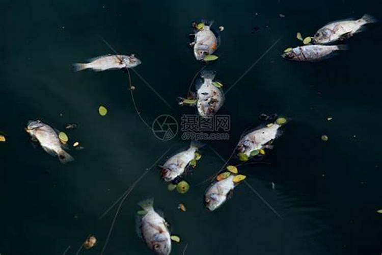 梦见鱼死了漂浮在水面