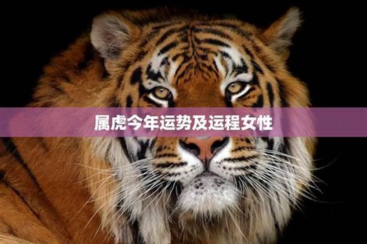 2023猪年感情运势如何看