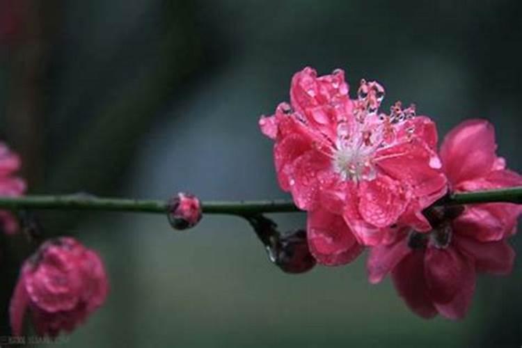 如果在风水上避免烂桃花