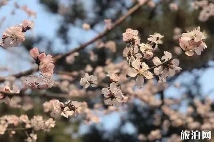 清明节北京哪里好玩