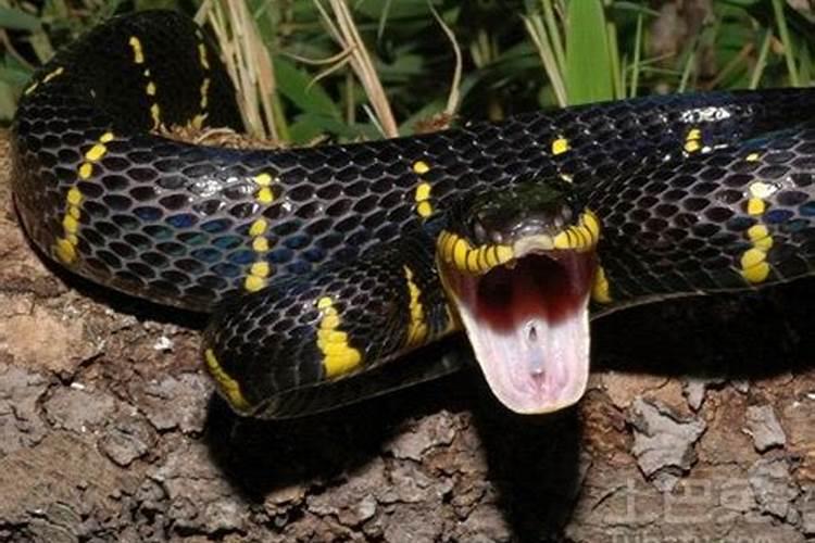 梦见蟒蛇咬人是什么预兆