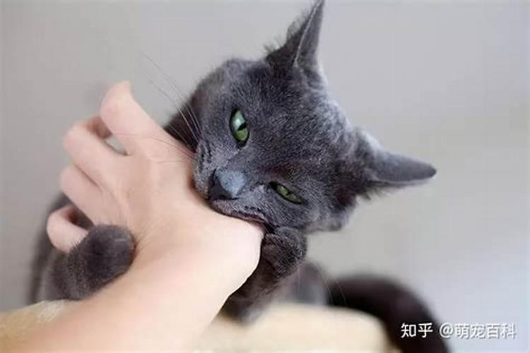 梦到给猫咬了怎么办