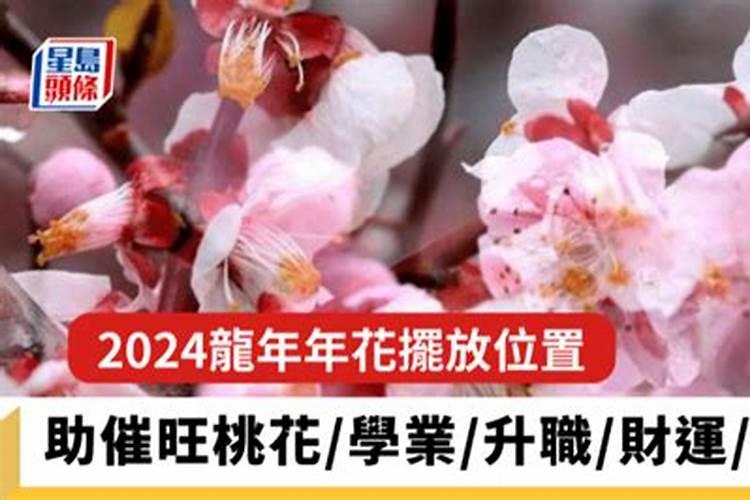 富贵竹10支风水摆放禁忌