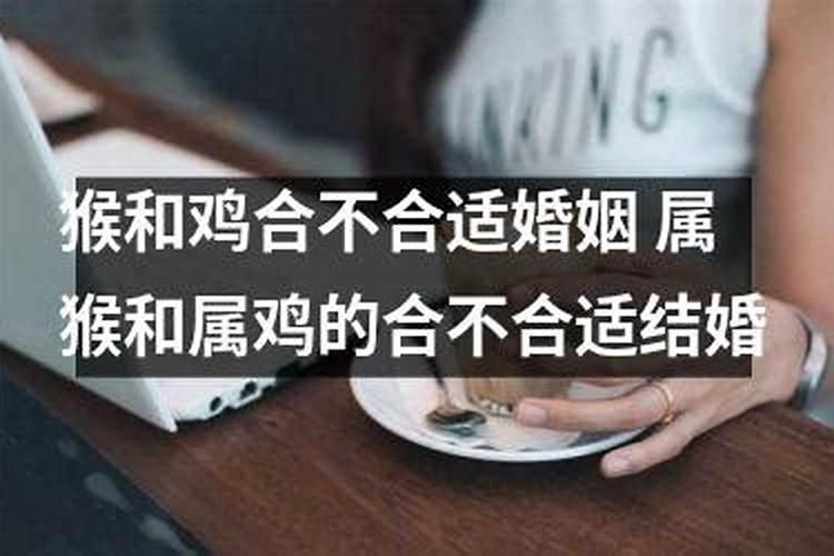 属猴和属鸡合不合婚