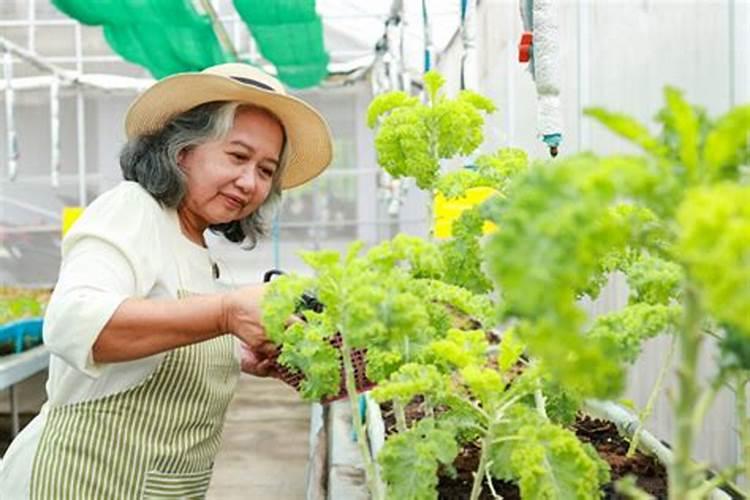 属龙的女人晚年好吗