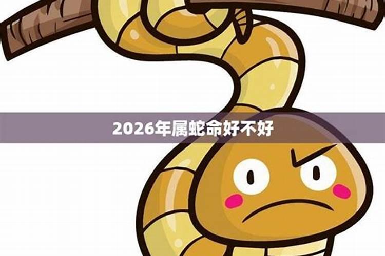 属狗在蛇年2026运势