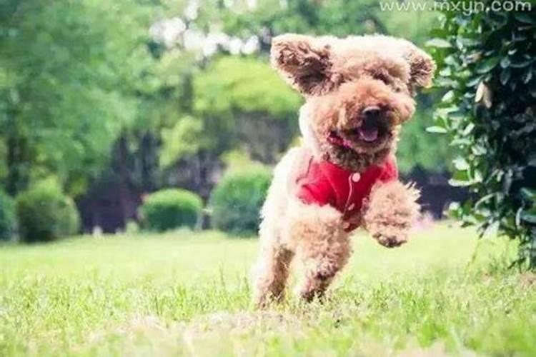 女人做梦梦见猫生了一只小猫