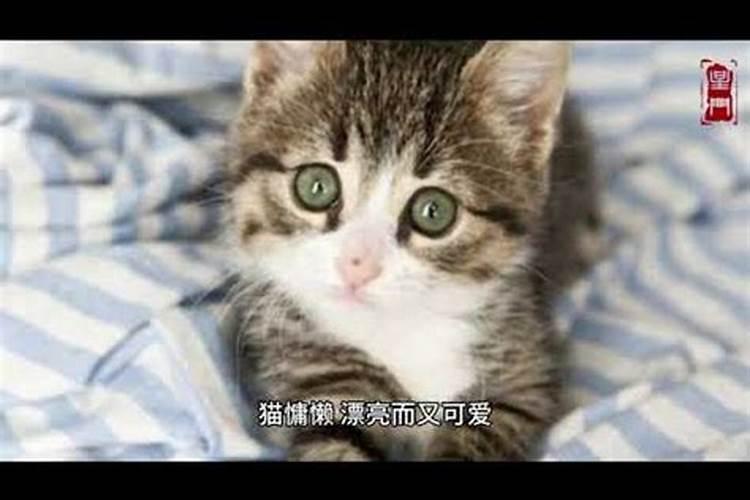 做梦梦见猫是什么寓意