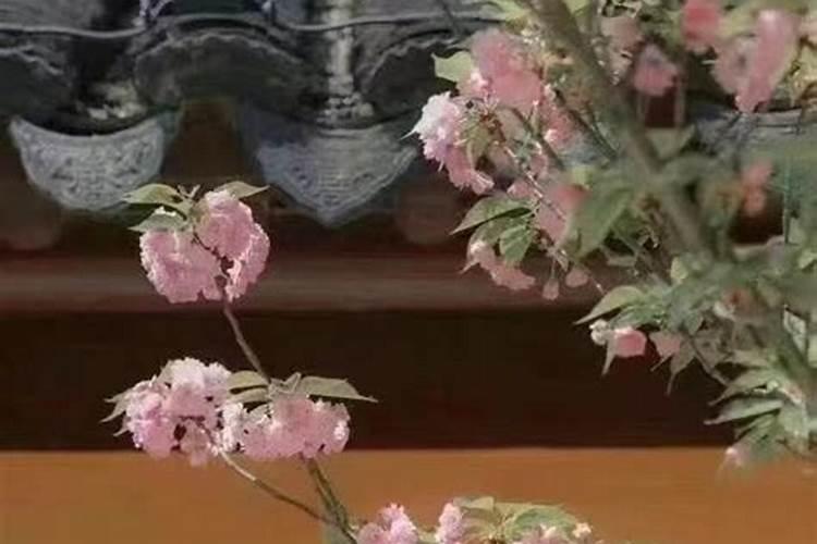 八字怎么看烂桃花