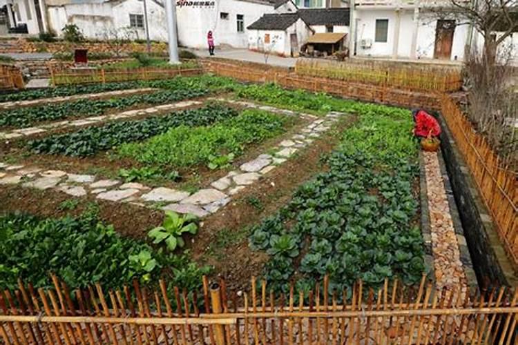 梦到经常在自己小时候的老家院子里种菜