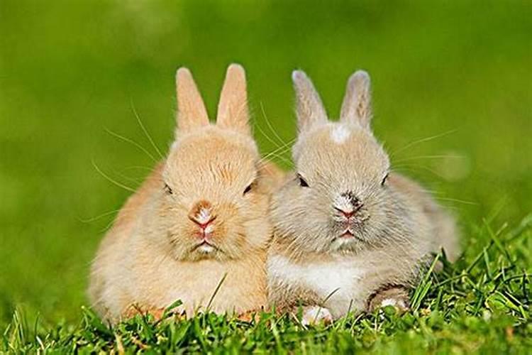 夫妻生肖都是兔子好吗？属兔和属兔能合婚吗女