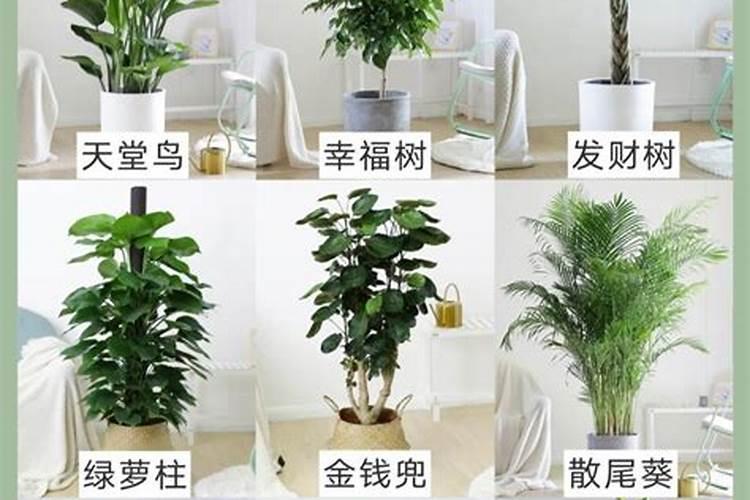 家里放什么植物转运