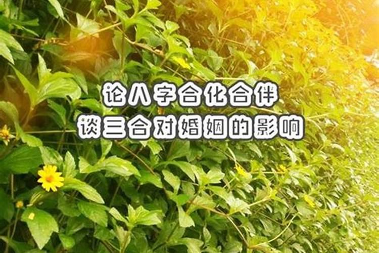 梦见好多乌龟在我身上爬