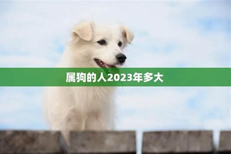 属狗人2023年