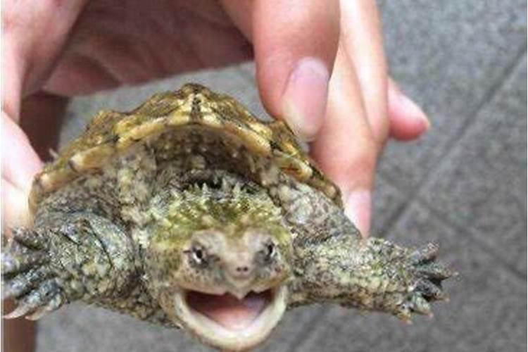梦见乌龟是什么意思呢梦见乌龟咬人