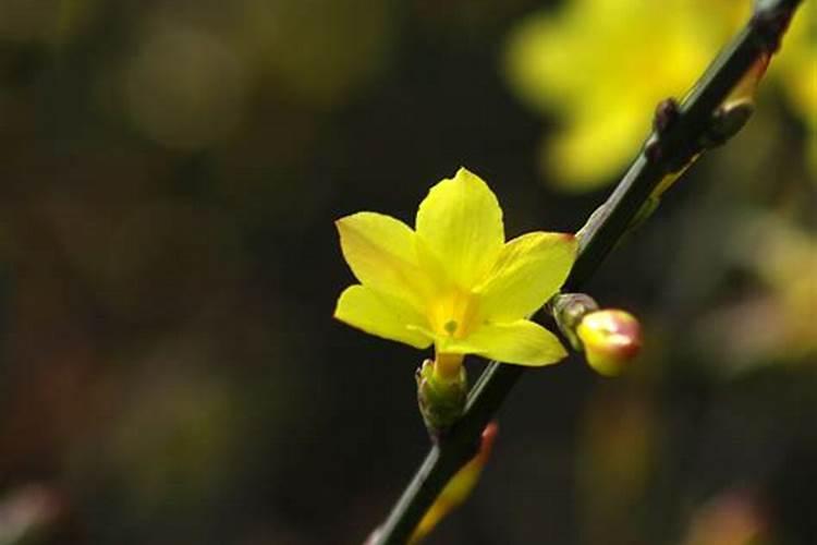 梦到迎春花开