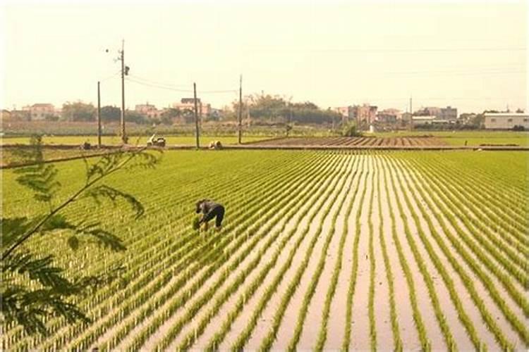 梦见农田发洪水是什么意思