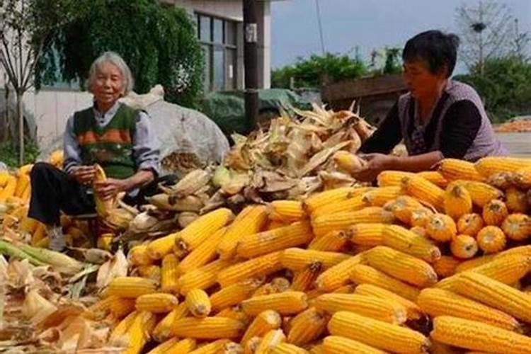 梦见成堆的粮食