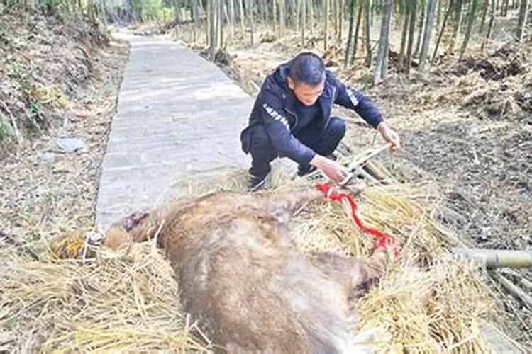 梦见梅花鹿受伤是什么意思