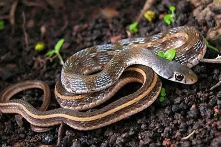 怀孕期梦见蛇是什么预兆