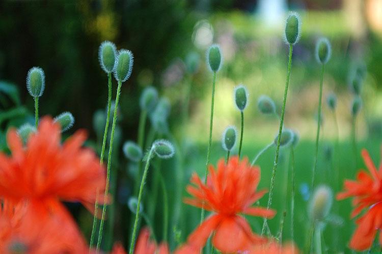 重阳节和中秋节哪个在前面