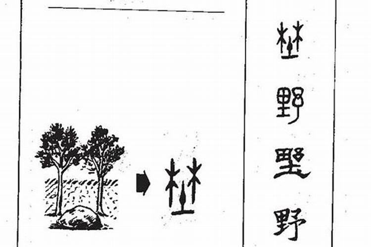 野字五行属什么？