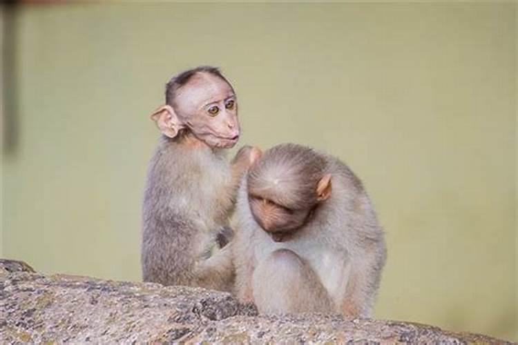 猪女和狗男合婚吗婚姻如何