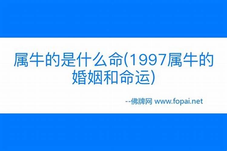 1997属牛的一生婚姻怎么样