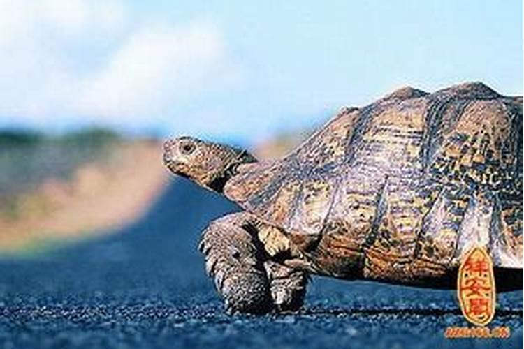 孕晚期梦见大乌龟是什么意思