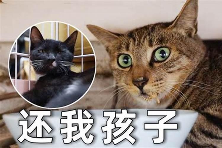 梦见猫抢走了我手里的东西