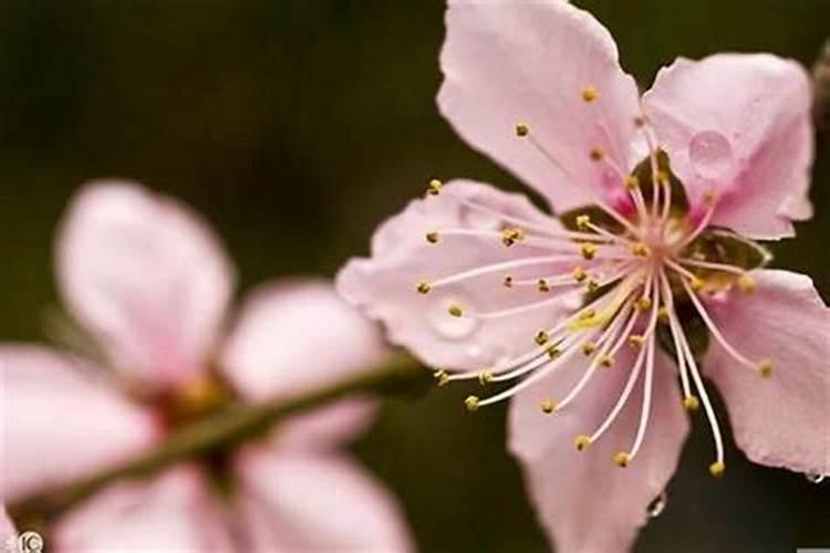 清明节那天可以祭祖吗请问