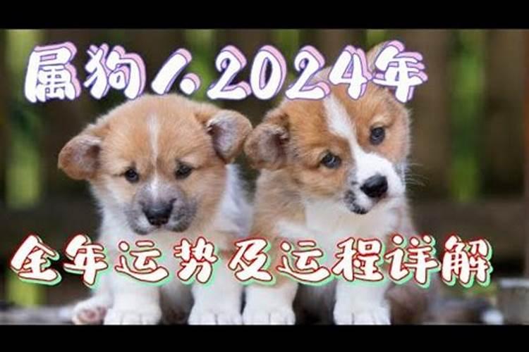 马生肖2024年运势大全