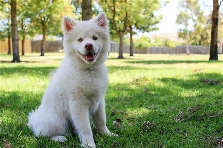 龙女虎男的婚姻状况