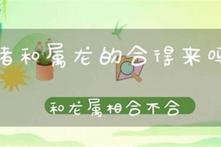 属猪和属龙八字合吗