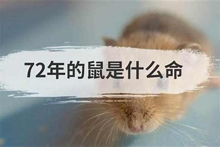 猪年运势2023年运程香港